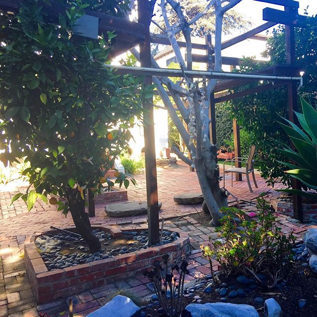 Early Home/backyard LOVE! Have a HEART today! Oranges, Figs, and lemons. (Bottom left) Breathing and stretching. "Waaaaaay Up!! #blessed #fitness #fruits #Organic #healthandfitness #hollywoodtrainer #bootcamp #music #fatloss #celebritytrainer #dionjackson #figs #oranges #lemons #eatsmart #eatbetter #positivity #feelbetter