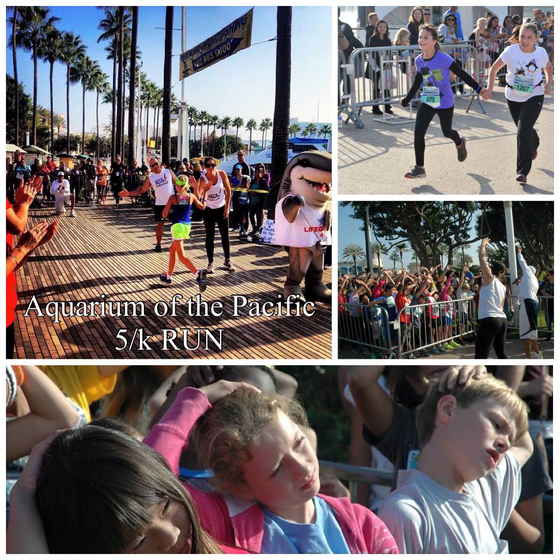 The 2015 Aquarium of the Pacific 5/k RUN!