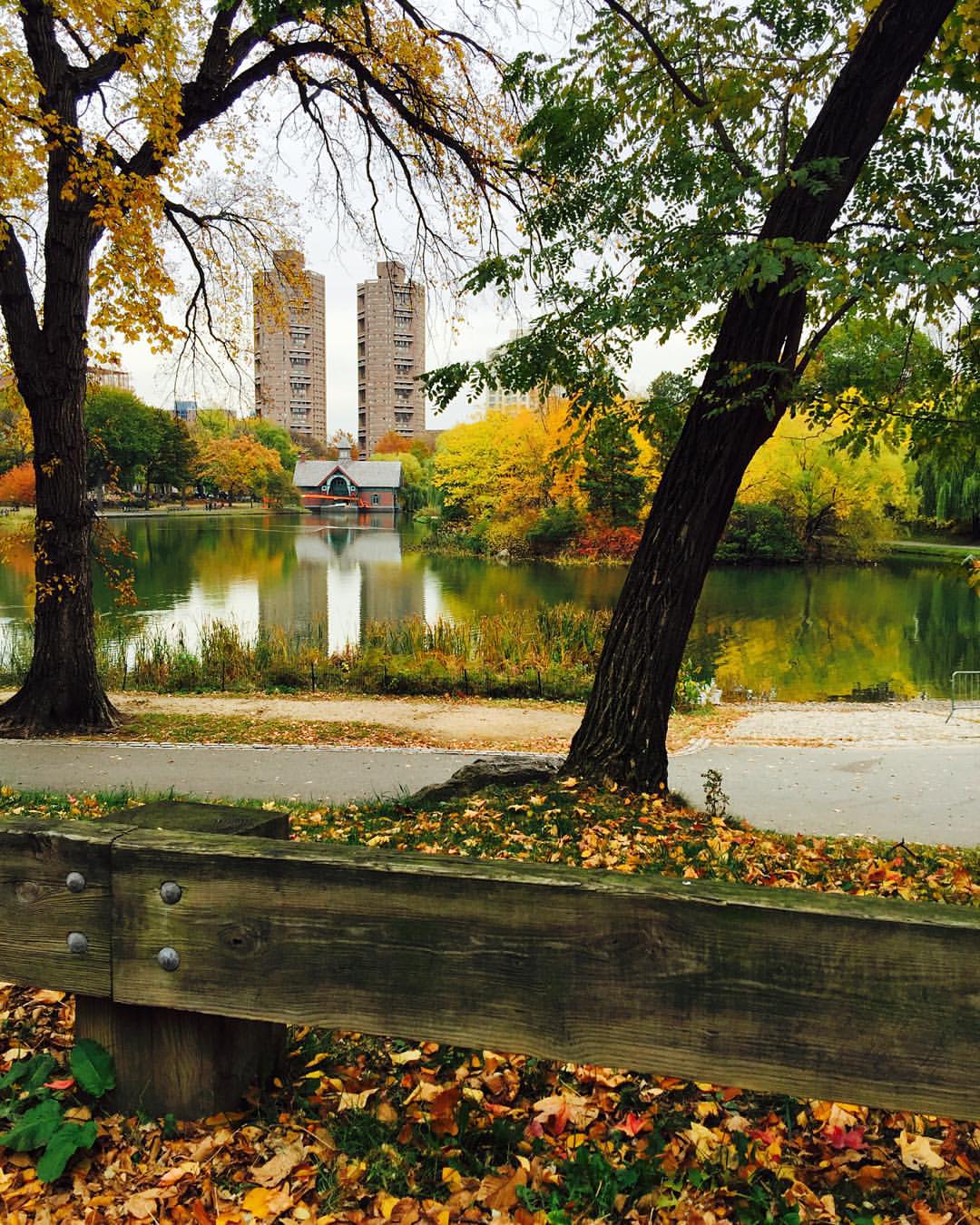 November 2, 2015 Dion in Central Park New York